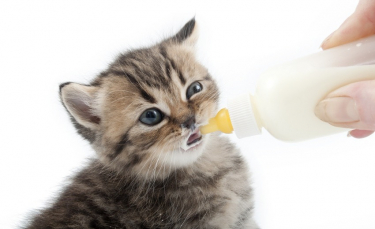 Illustration : "Mon chat tète comme un bébé"
