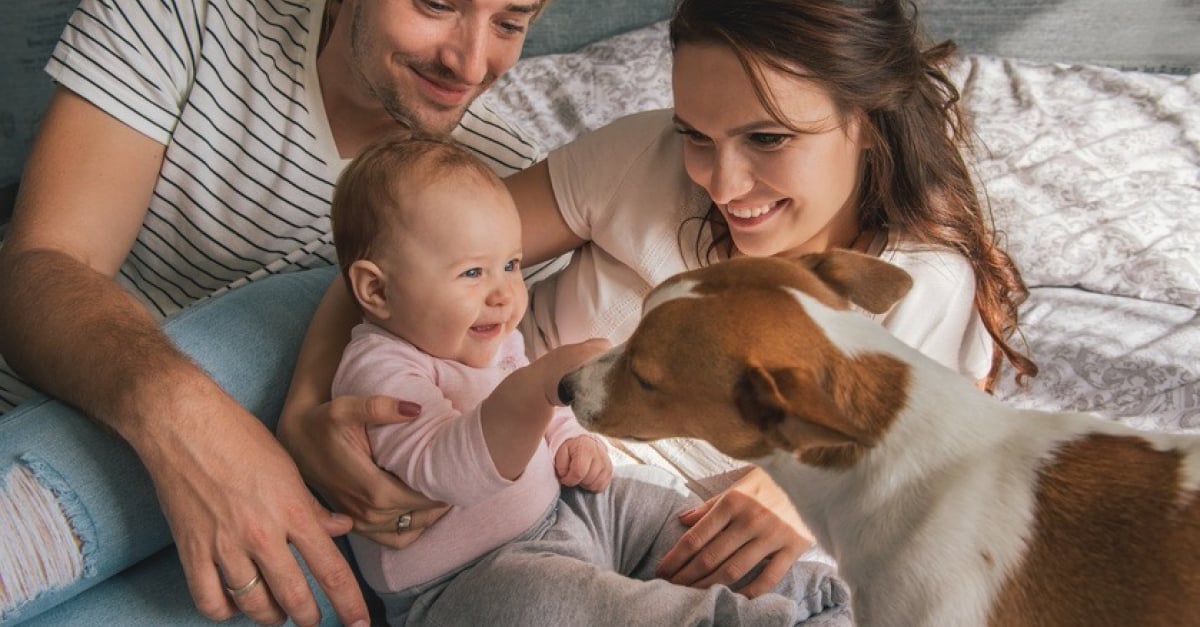 Comment Gerer Et Preparer Votre Chien A L Arrivee D Un Bebe