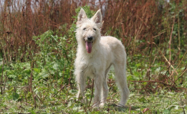 Illustration : "Comment le chien marque-t-il son territoire ?"