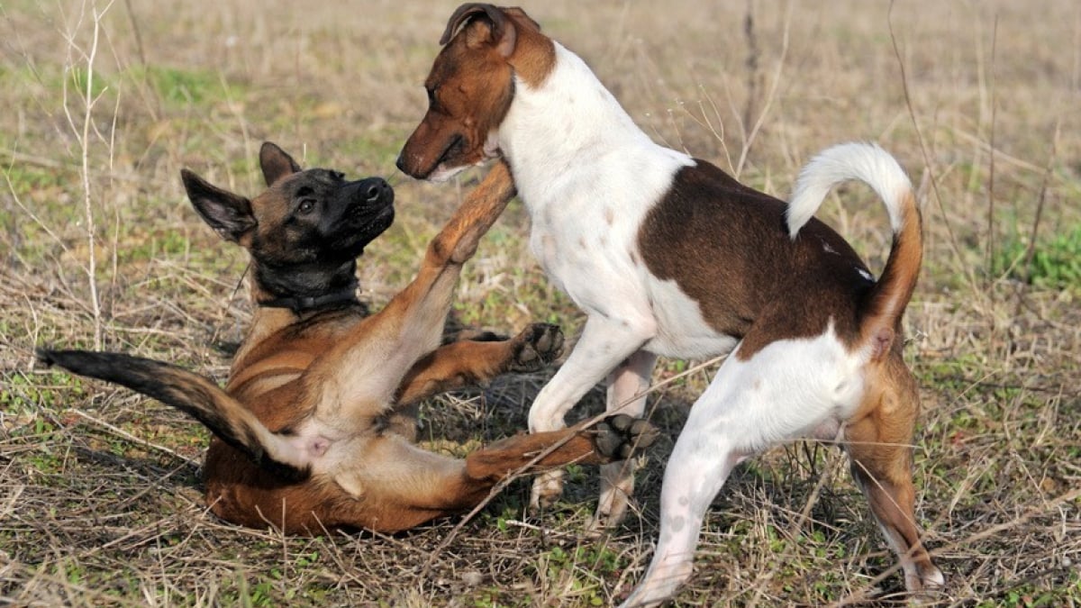 Illustration : "Comment gérer une bagarre entre chiens ?"