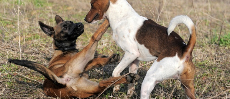 Illustration : "Comment gérer une bagarre entre chiens ?"