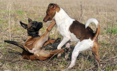 Illustration : "Comment gérer une bagarre entre chiens ?"