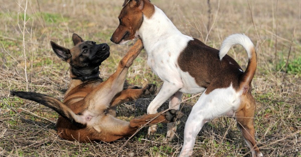 Comment Arreter Une Bagarre Entre Chiens Nos Conseils Et Astuces Comment Arreter Une Bagarre Entre Chiens Nos Conseils Et Astuces