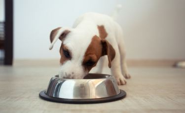 Illustration : "La gamelle pour chien"