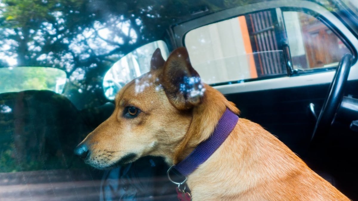 Transport d'un Chien en Voiture