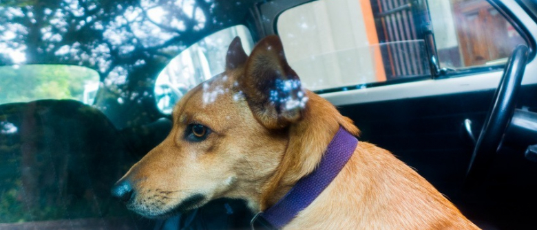 Illustration : "Voyager avec son chien en voiture"