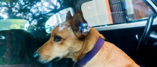 Illustration : "Voyager avec son chien en voiture"