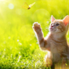 Illustration : Adopter un chaton