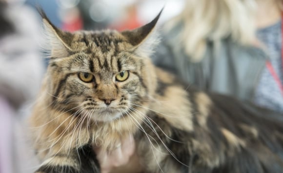 Comment Choisir Entre Un Chat Male Et Femelle