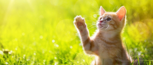 Illustration : "Comment trouver un nom pour un chat en 2018 ?"