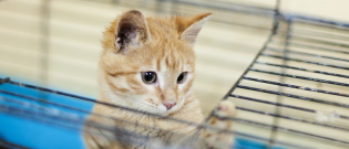 Illustration : "Adopter un chat chez un particulier"