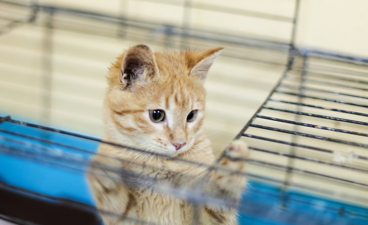 Illustration : "Adopter un chat chez un particulier"