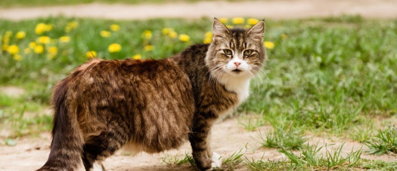 Illustration : "Comment reconnaître si votre chatte est enceinte ?"