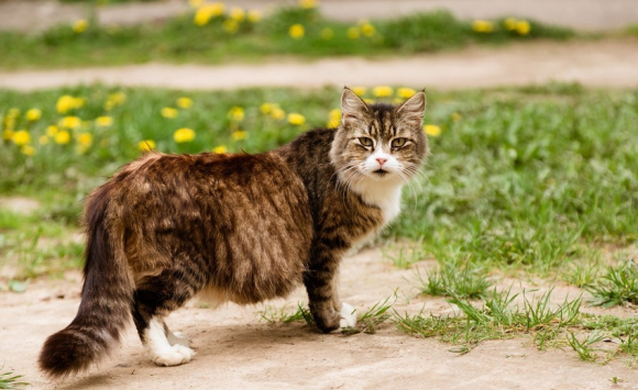 Comment Savoir Si Votre Chatte Est Enceinte