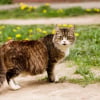 Illustration : Comment reconna&icirc;tre si votre chatte est enceinte ?