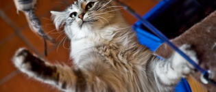 Illustration : "Choisir les jouets pour son chat"