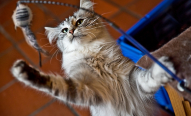 Illustration : "Choisir les jouets pour son chat"