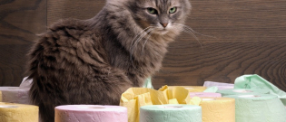 Illustration : "La diarrhée chez le chat"