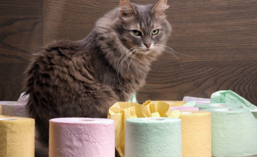 Illustration : "La diarrhée chez le chat"
