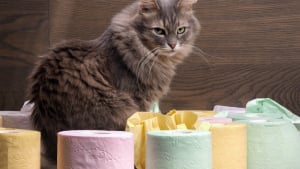 Illustration : La diarrhée chez le chat