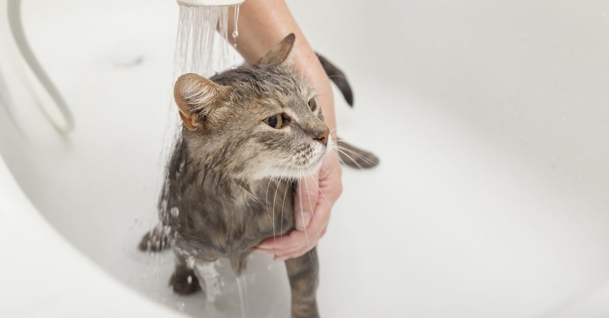 Laver Son Chat Comment Et Pourquoi