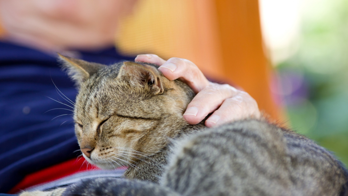 Illustration : "Le vieillissement du chat"