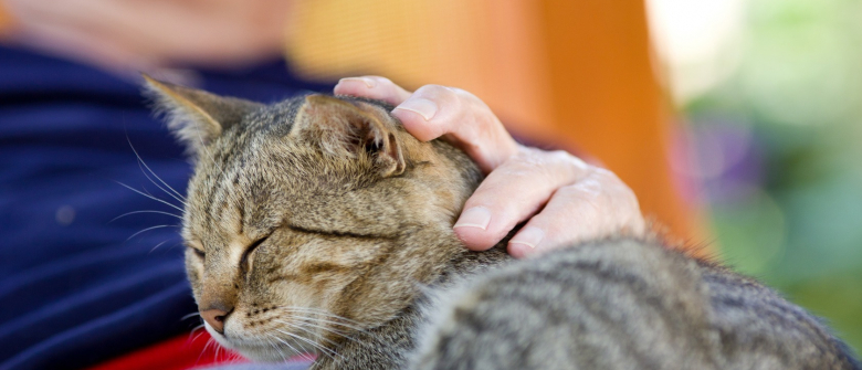 Illustration : "Le vieillissement du chat"