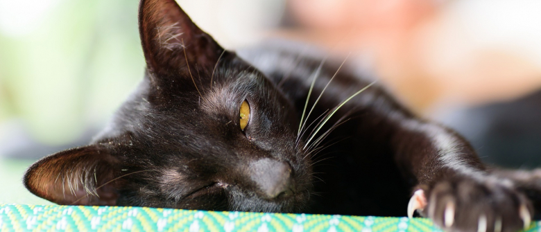 Illustration : "Les maladies transmises par les griffures de chat"