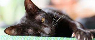 Illustration : "Les maladies transmises par les griffures de chat"
