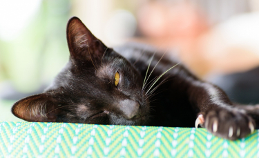 Illustration : "Les maladies transmises par les griffures de chat"