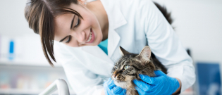 Illustration : "Les tarifs des soins vétérinaires pour chat"