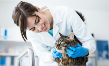 Illustration : "Les tarifs des soins vétérinaires pour chat"