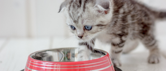 Illustration : "Nourrir son chaton"