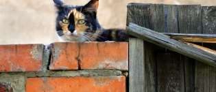 Illustration : "Mon chat a fugué : que faire ?"