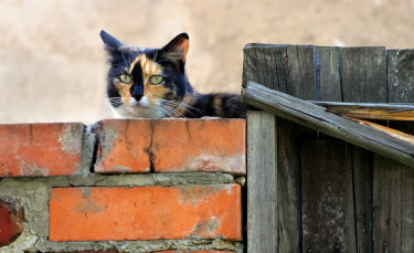 Illustration : "Mon chat a fugué : que faire ?"