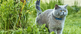 Illustration : "Le marquage urinaire du chat"