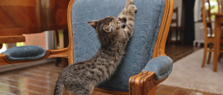 Illustration : "Empêcher son chat de griffer"