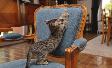 Illustration : "Empêcher son chat de griffer"