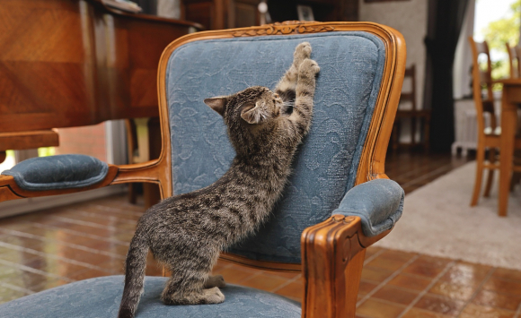 Comment Empecher Son Chat De Griffer