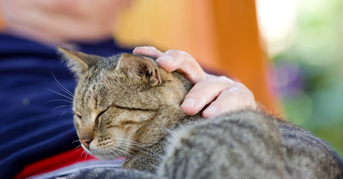 Le ronronnement du chat : origines et significations