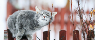 Illustration : "Les 7 sens du chat"
