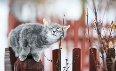 Illustration : "Les 7 sens du chat"