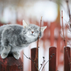 Illustration : Les 7 sens du chat