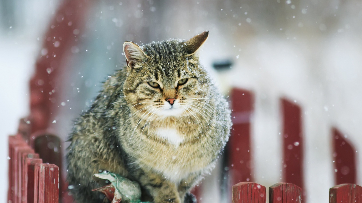 Illustration : "Protéger son chat du froid"