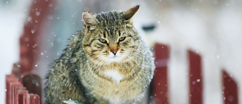 Illustration : "Protéger son chat du froid"