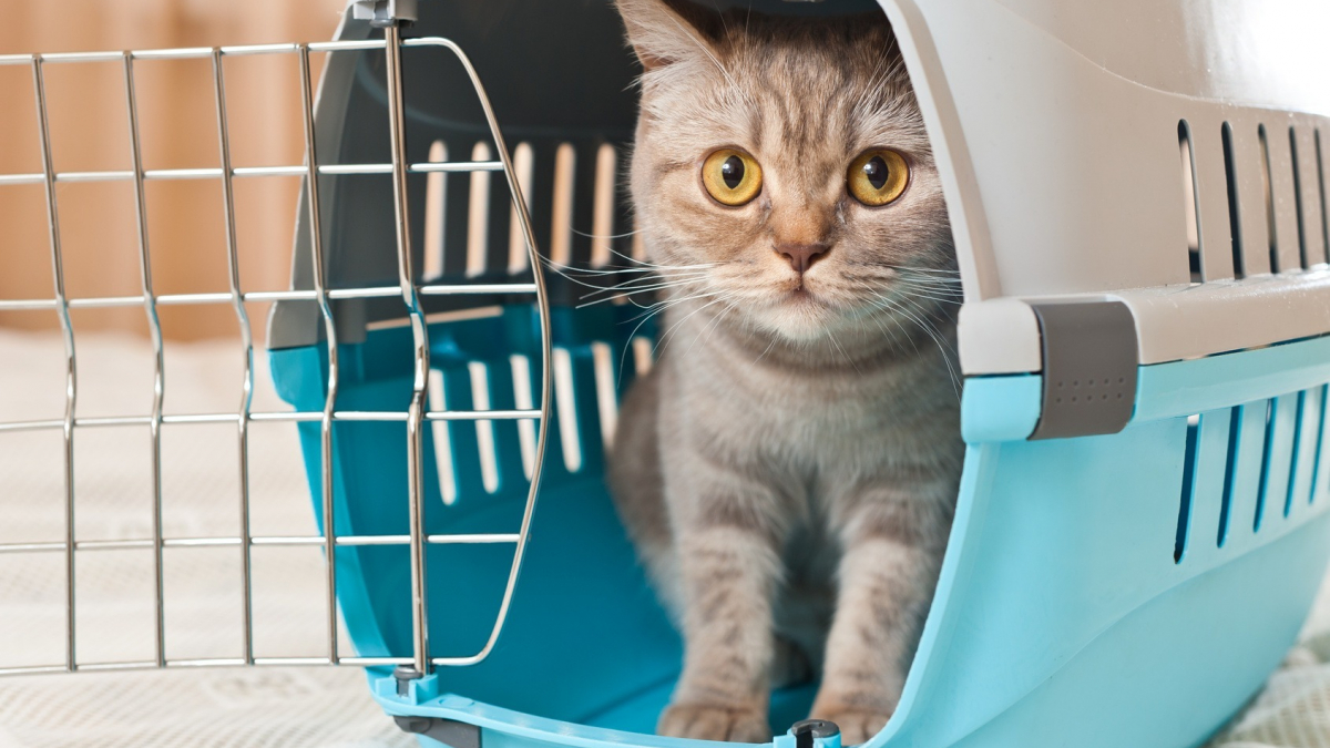 Illustration : "Choisir une caisse de transport pour son chat"
