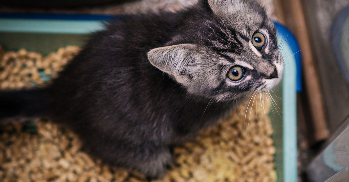 Comment Bien Choisir Une Litiere Pour Son Chat Comment Bien Choisir Une Litiere Pour Son Chat
