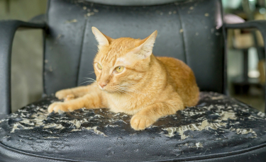 Illustration : "Le marquage du territoire chez le chat"