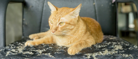 Illustration : "Le marquage du territoire chez le chat"