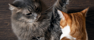 Illustration : "Les conflits entre chats"